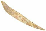 Fossil Shark (Asteracanthus) Dorsal Spine - Kem Kem Beds #277666-1